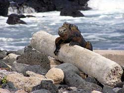 driftwood