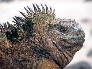 male marine iguana