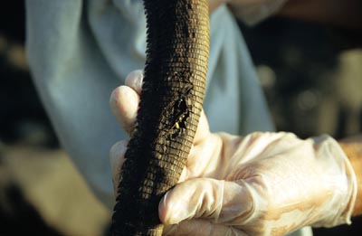 tail