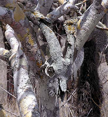 skull