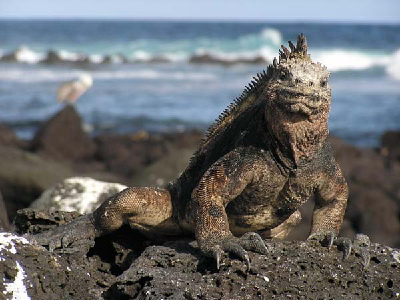 big male