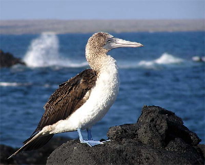 blue footed booby