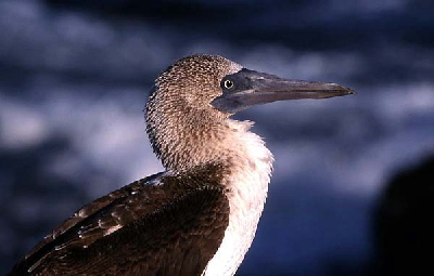 booby profile