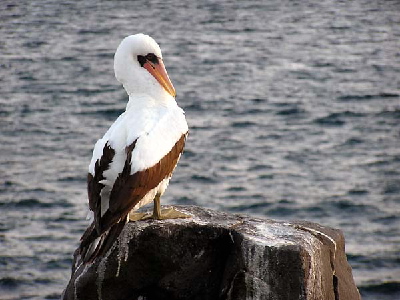 booby
