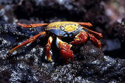 crab