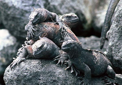 crowded