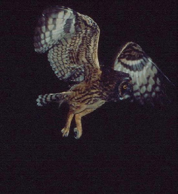 flying owl