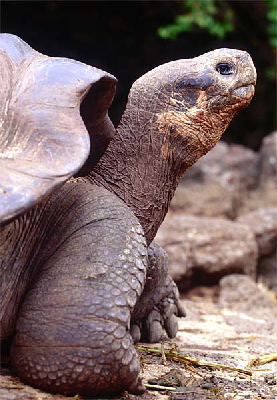 giant turtle