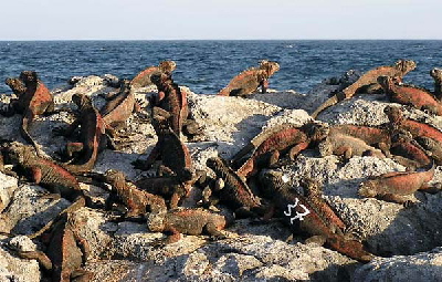 group