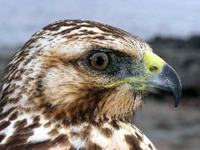 hawk