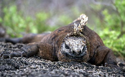 iguana flat