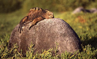 iguana on rock