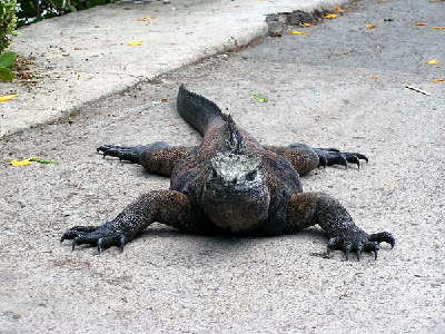 iguana on street