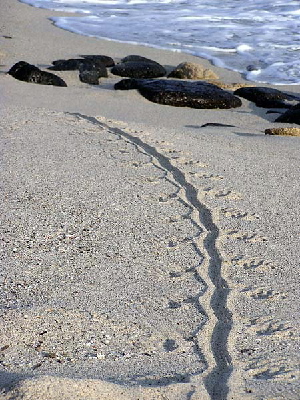 iguana track