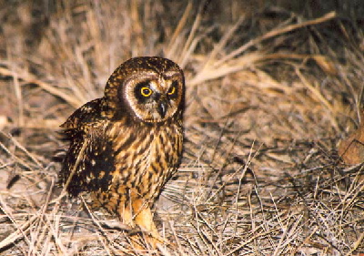 owl