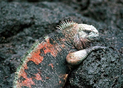 red male