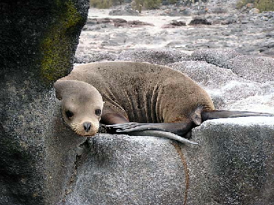 sealion