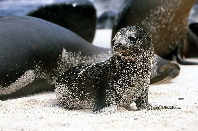 sealion_baby