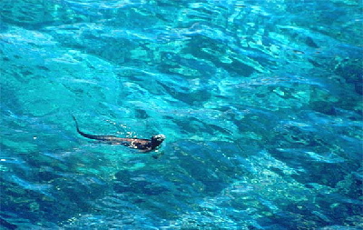 swimming iguana