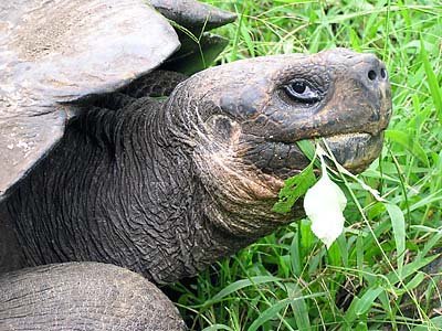 tortoise close
