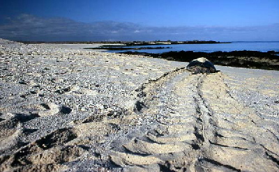 turtle on beach