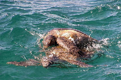 turtles