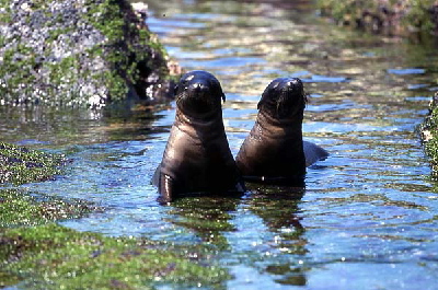 two sealions