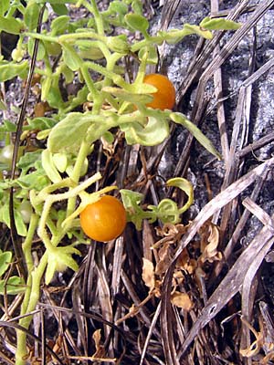 wild tomato