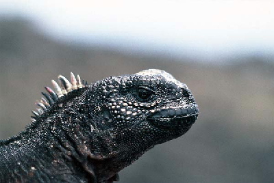 young iguana head