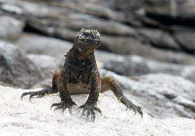 young iguana