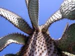 Opuntia