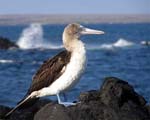 blue footed booby