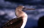 booby profile