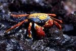 crab