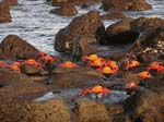 crabs
