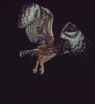 flying owl