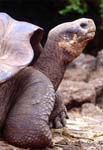 giant turtle