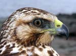 hawk