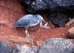 heron with lizard