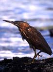 heron