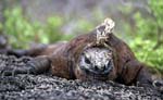 iguana flat