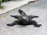 iguana on street