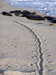 iguana track