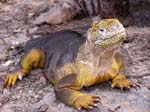 landiguana