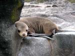 sealion