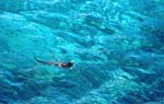 swimming iguana