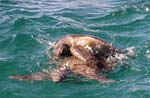 turtles