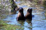 two sealions