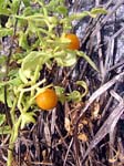 wild tomato