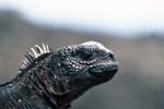 young iguana head